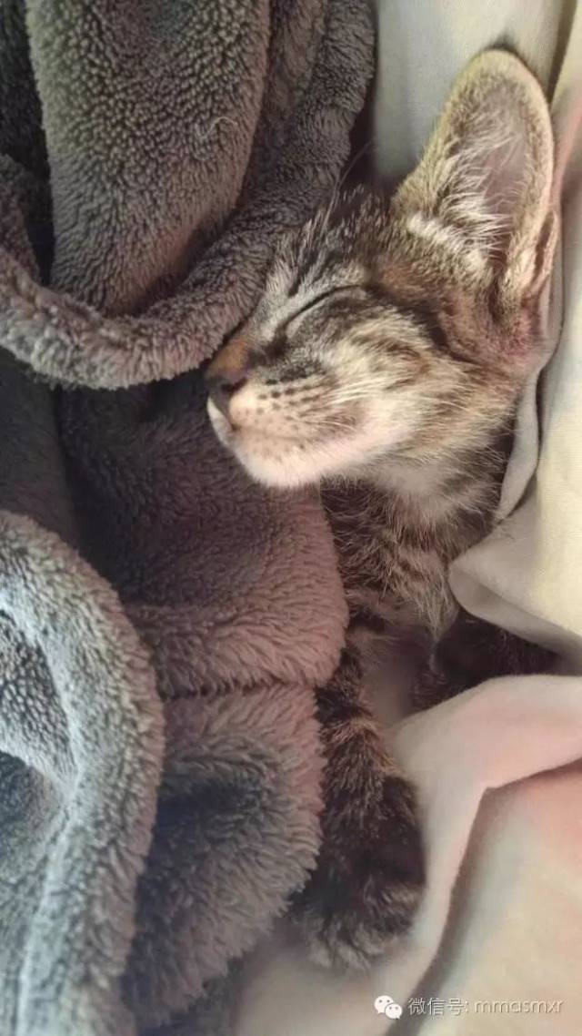 猫咪裹着被子,真是萌到爆啊!