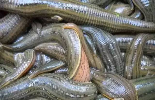 大小各异的水蛭 有吸满血膨胀的,有在慢慢懦动的.