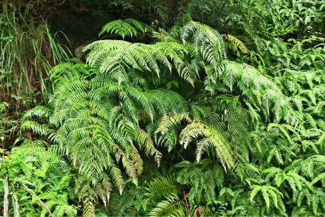 羽裂圣蕨,粗齿紫萁,少叶黄杞,毛果青冈,闽粤蚊母树,尖嘴林檎,亮叶猴耳