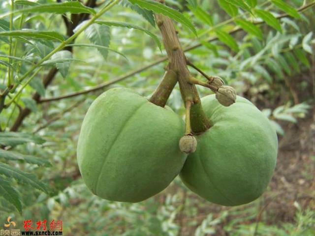 "铁杆庄稼"文冠果落户旬邑县