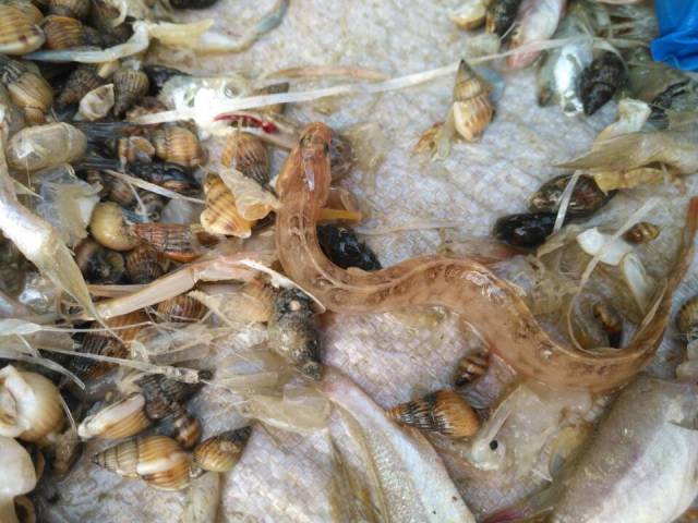 海边大集,这种鱼看起来很好吃,我可以买吗?_手机搜狐网