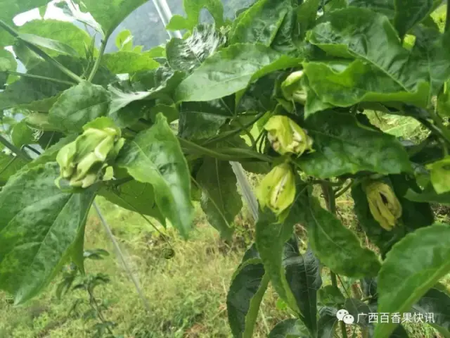 百香果花苞多坐果率低怎么办? |百问百答 | 第41期