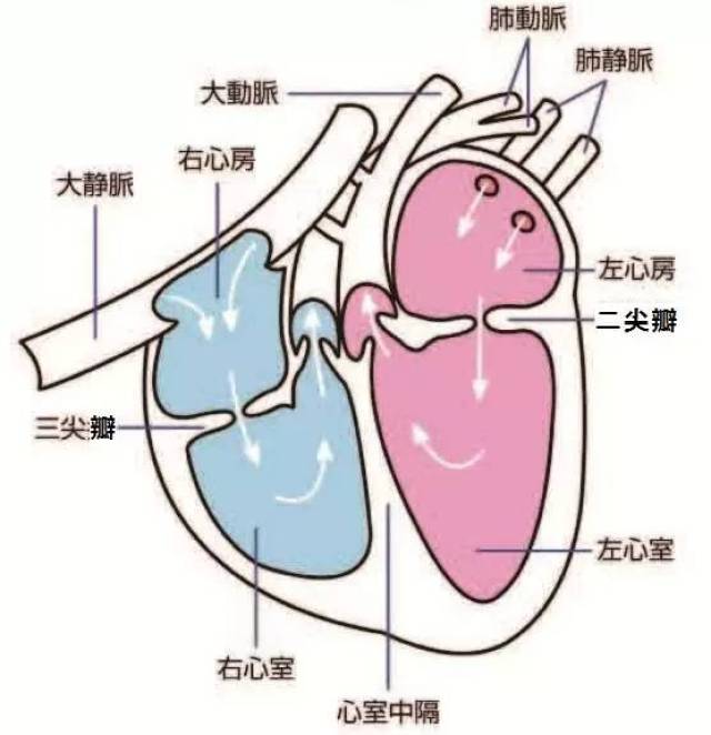 狗狗心脏疾病的护理