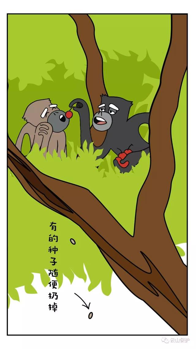 今天长臂猿日,我们谈一谈猿粪的事