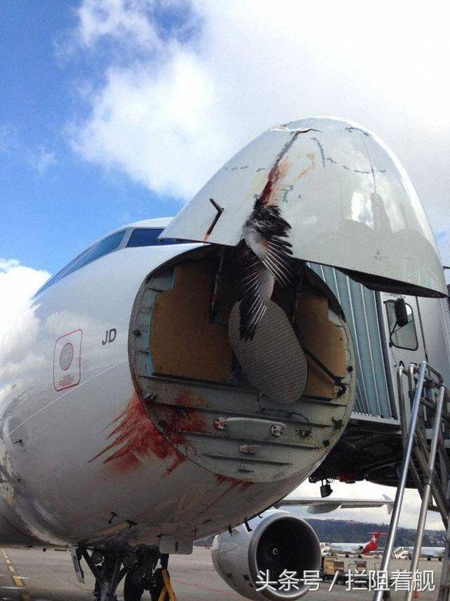 你乘坐的客机发动机撞鸟了别怕有这个准备可保你安全