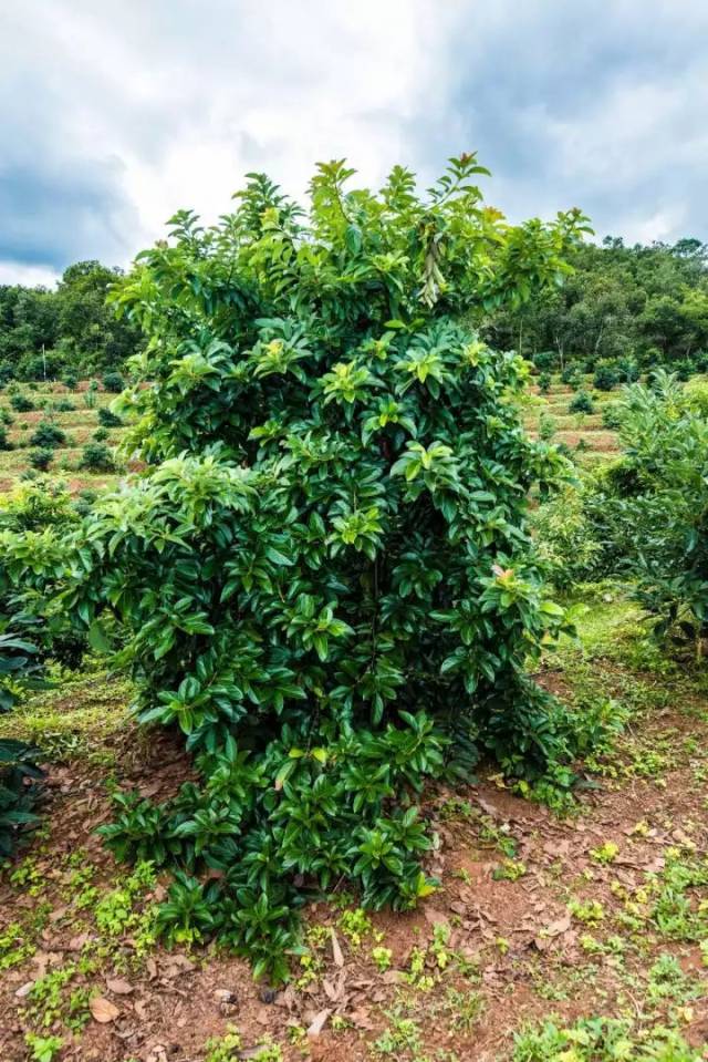 在普洱市孟连县芒信镇芒信村的芒信大寨,种植有四千亩的牛油果树