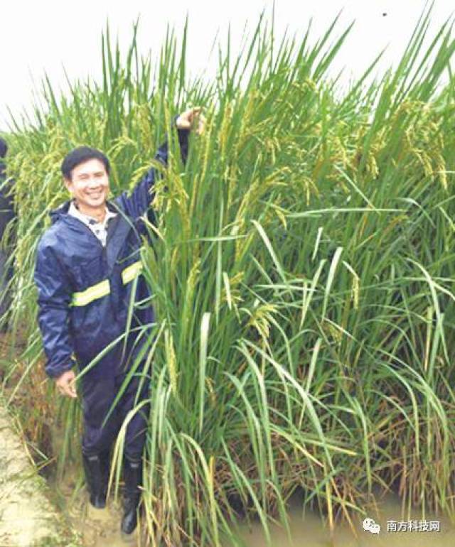 夏新界巨型稻争议图片