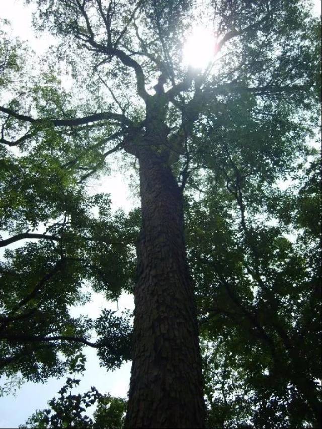 枫香寨酒寨上的千年桢楠树