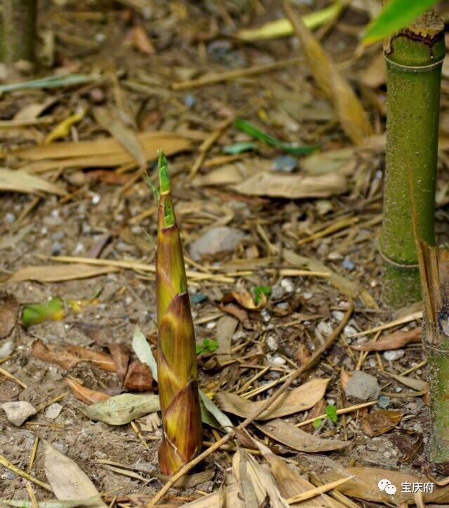 瑞昌小山竹图片