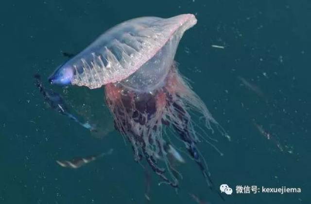 这是世界上最毒的水母 毒性不亚于任何一种毒蛇!