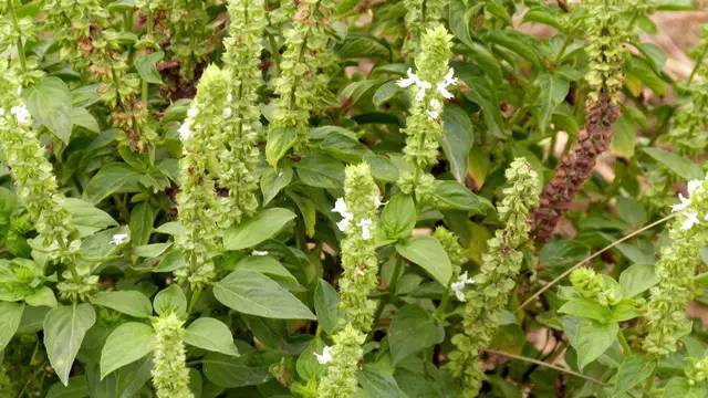 这种土薄荷竟然是廻龙人舌尖上的绝密调料,你喜欢吃吗?