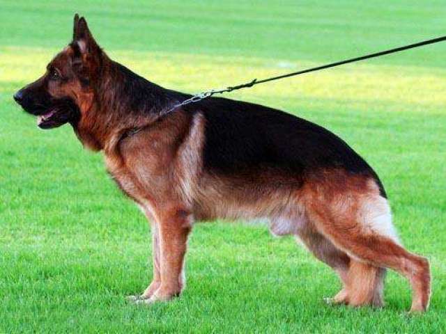 德牧后腿无力如何改善,德牧走路没劲腿软怎么回事