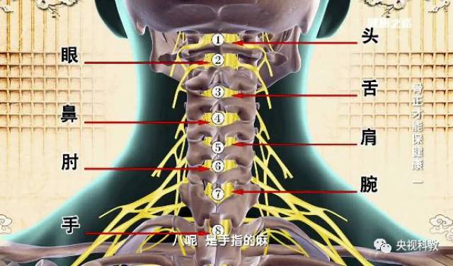 第一颈椎位置图图片