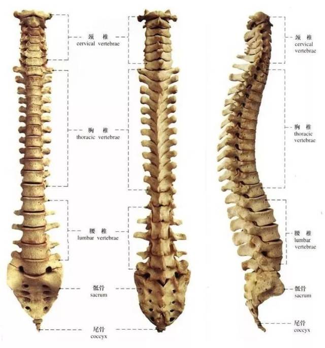 脊柱整体观图片