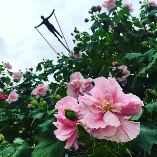 在闽江公园南园,木芙蓉花林,白天如织锦,傍晚如彩霞,眼下是它的颜值