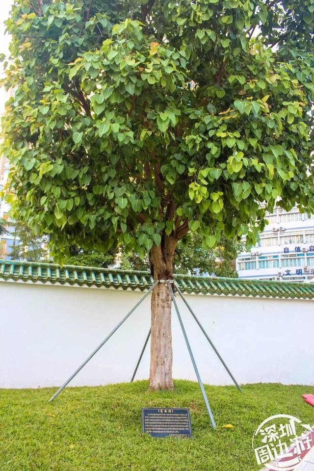 公园里种植了很多花草树木 就连树都有取名呢,叫做家和树 寄托了美好