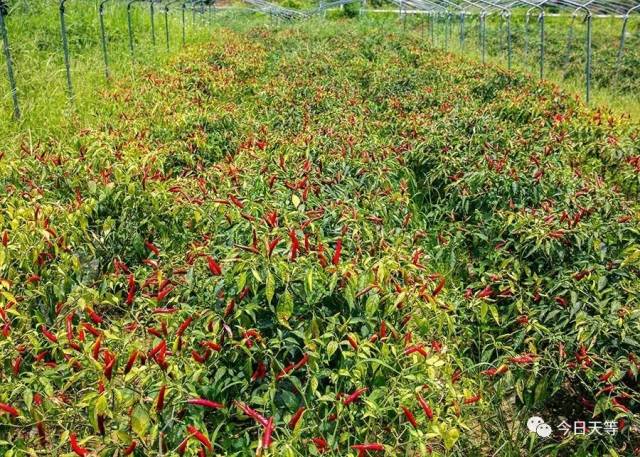 天等县春秋农业有限公司种植的指天椒.