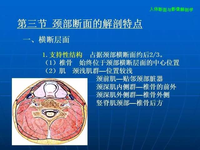 颈部断层解剖结构图解图片