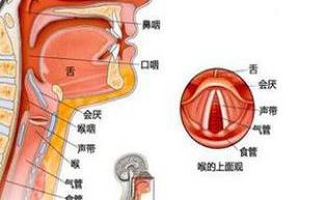 声带和食道分布图图片