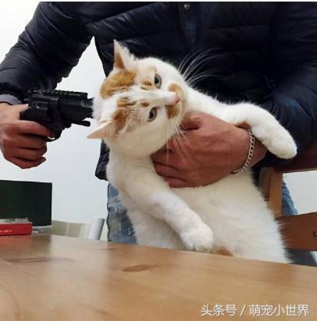 拿枪对着猫的表情包图片