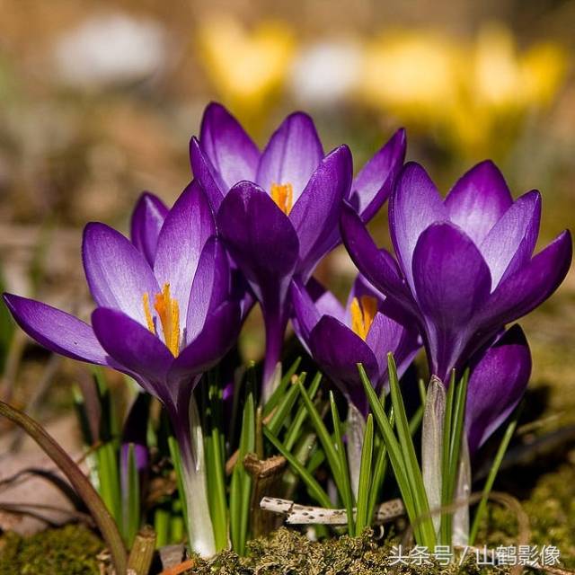 摄影欣赏:漂亮中药番红花