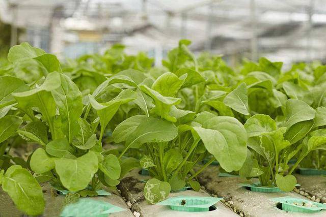 水培蔬菜|未来消费新趋势,种菜不用土,水里就能生长!