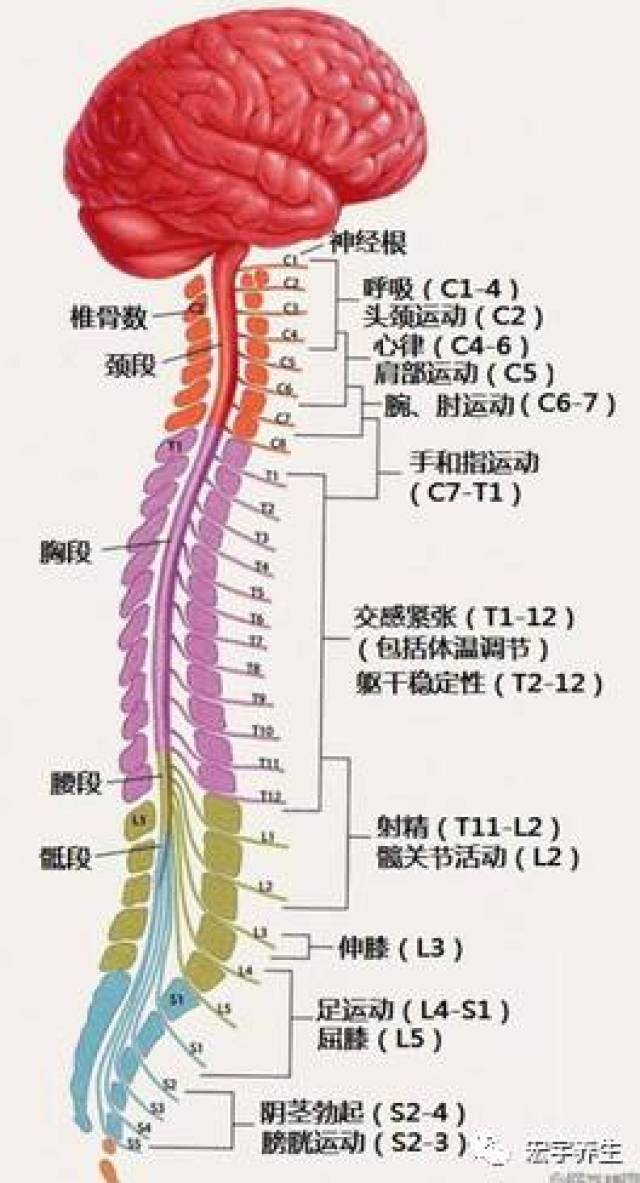 脊柱是开启人体自愈力的金钥匙