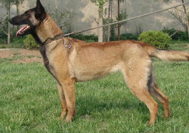 马犬定点上厕所,马犬幼犬训练知识