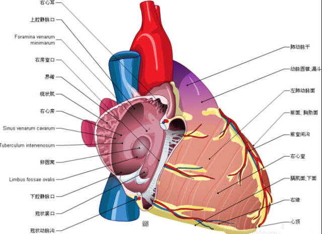 学术心脏讲解视频全方位解剖图
