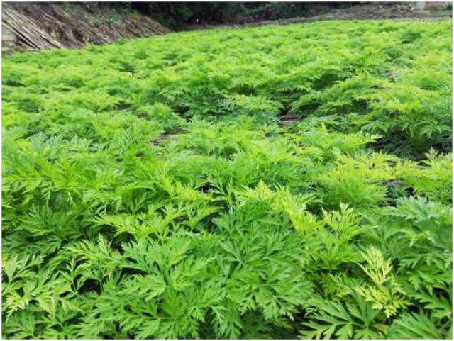 气象信息员何跃发为我们发来彭州川芎最新生长发育情况照片,叶子郁郁