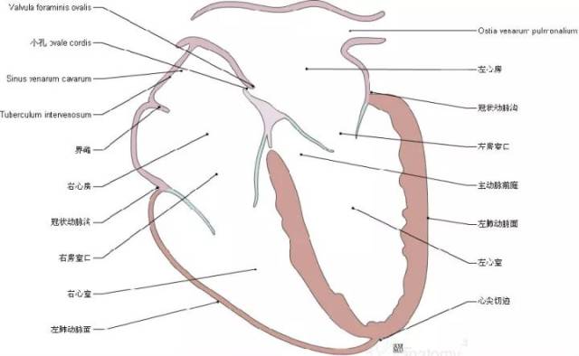 基底前 1 basal anterior10 1010 中下 10.