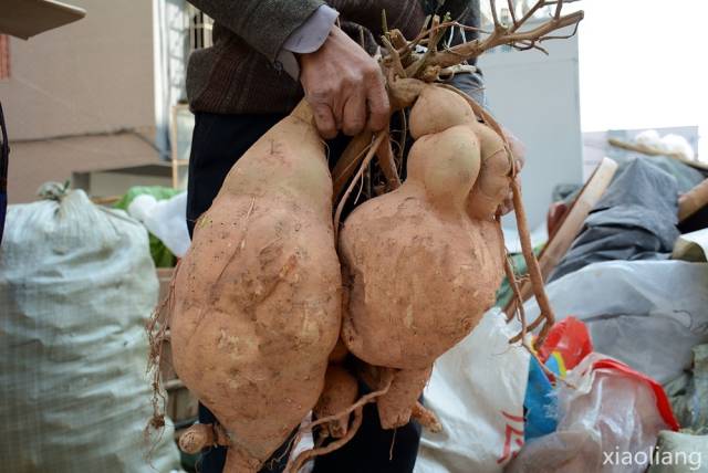 德化一居民路边土沟种出超级大地瓜!一个重达20多斤!