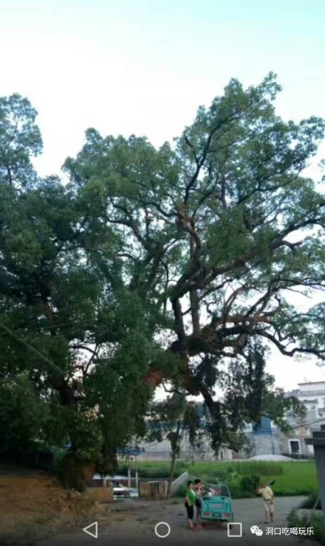 " 评论者昵称:曾刚金 "  这里"曾公元帅纪念殿",也是传承曾子思想精神