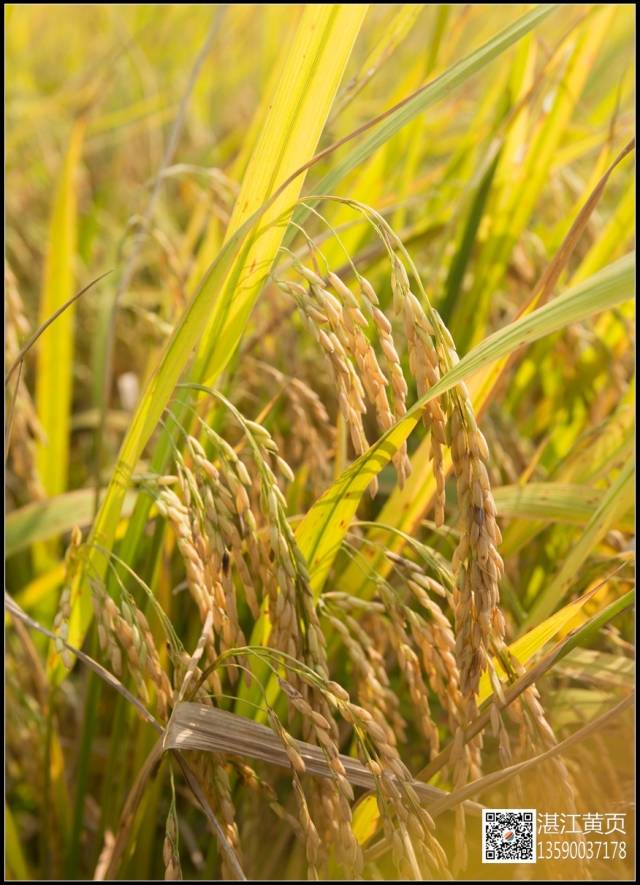 【丰收的喜悦】又到一年秋收时