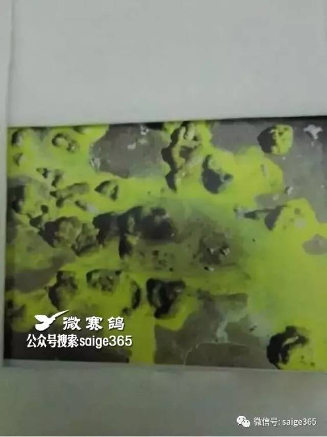 鸽子粪便看鸽病图解图片