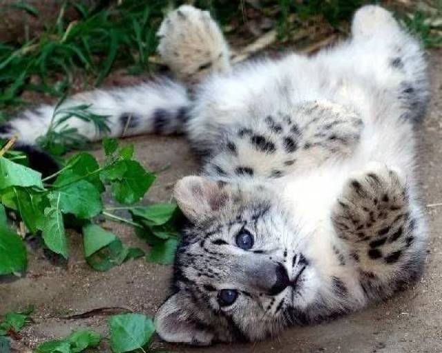 继大熊猫之后中国又一个物种被降级真相让人感慨