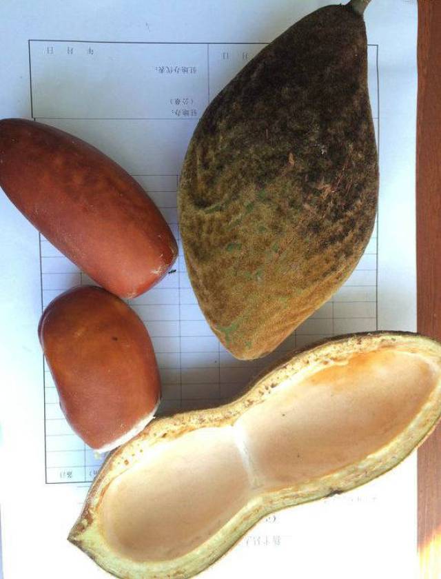 老林子里钓鱼,鱼没钓到,捡到一个巨型花生,一斤重