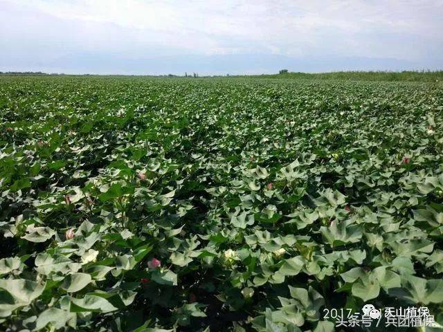 棉花四个生长时期氮磷钾吸收规律