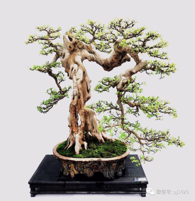 家有风水树,"榕"华又富贵!