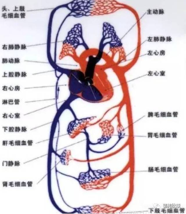 微血流紊乱示意图骗局图片