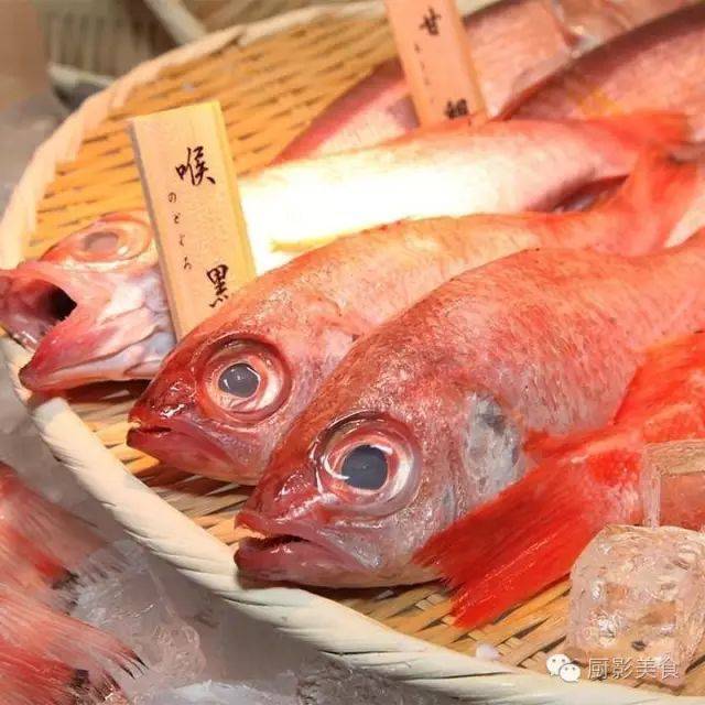 日本喉黑鱼和金吉鱼图片