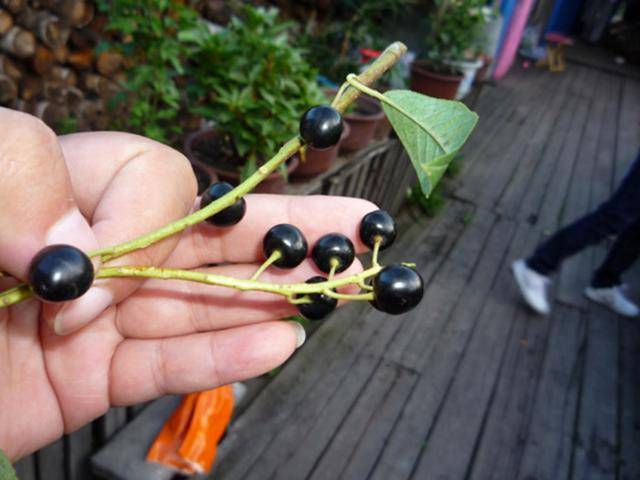 臭李子,它的大名叫做琉璃枝.