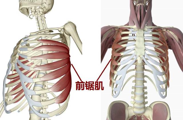 前锯肌位置图片,前锯肌图片,前锯肌位置(第5页)_大山谷图库