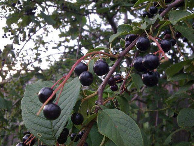 臭李子,它的大名叫做琉璃枝.