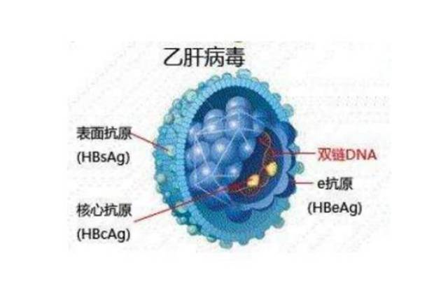 乙肝是怎么得的 搜狐网