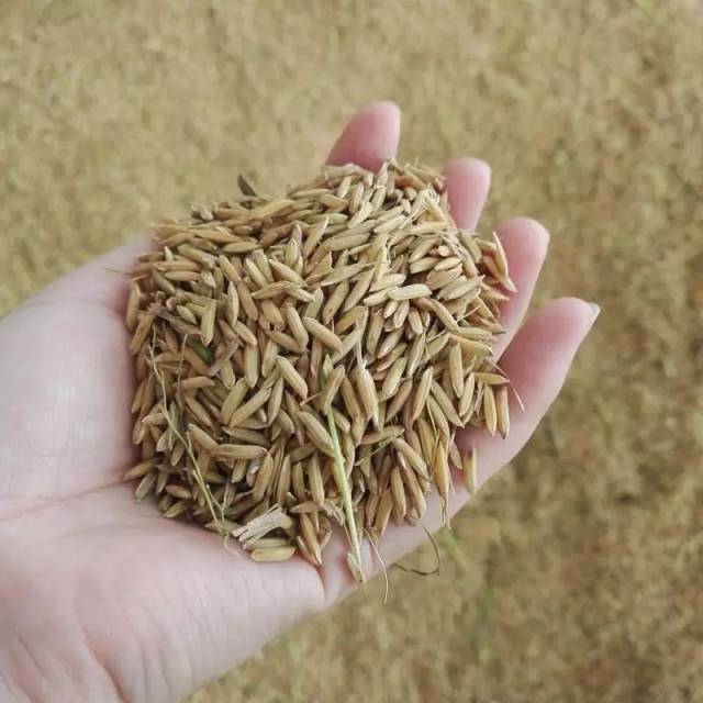 号外!原生态未抛光大米到货啦