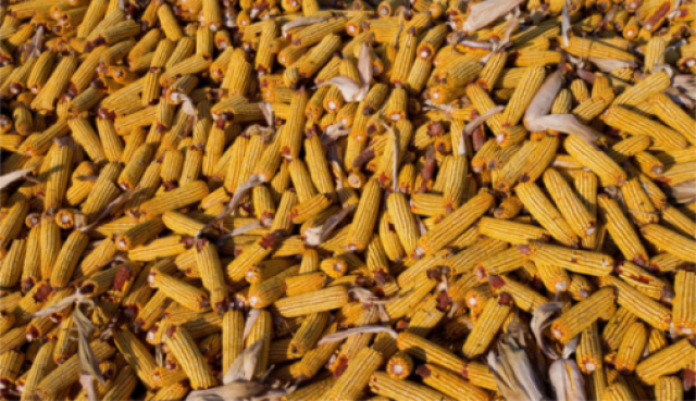 (正在规划上线) 这几位土豪们,一边考察一遍讨论 (看,百万富翁的背影)