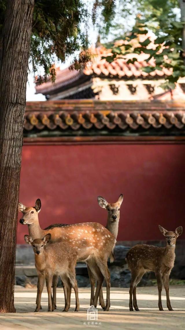故宫来了9只承德避暑山庄的皇家鹿,它们在最美的季节,把故宫变成了