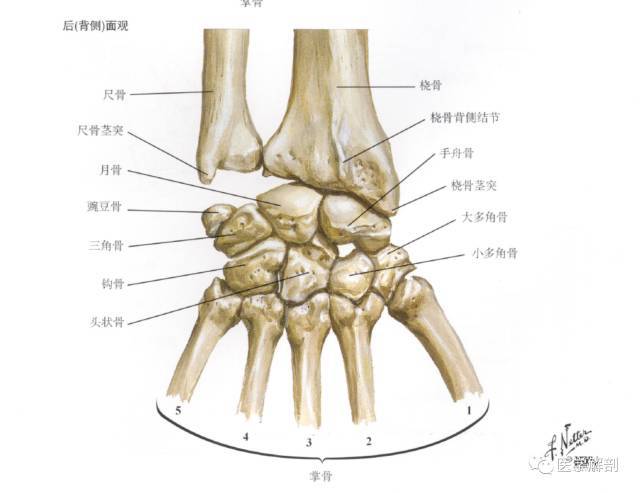 钩骨 部位图片