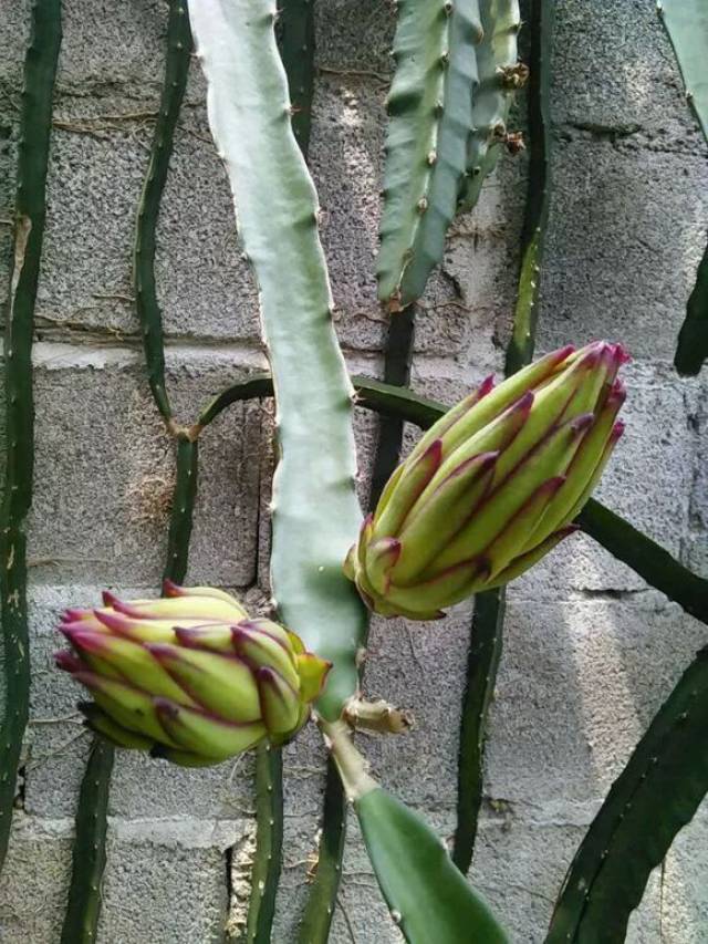 火龙果 两者的异同 霸王花和火龙果,同是仙人掌科量天尺属植物. 最